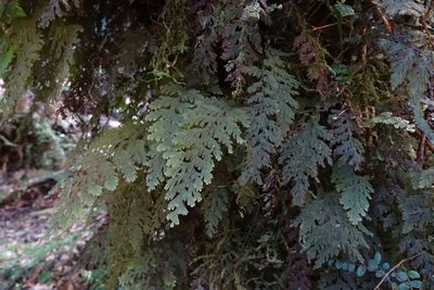 Hymenophyllum frankliniae, photographed by John Barkla