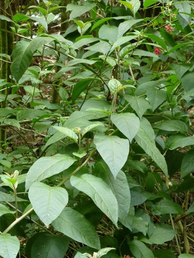 Cestrum fasciculatum, photographed by Murray Dawson