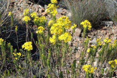 Euryops erectus, photographed by Nicola van Berkel