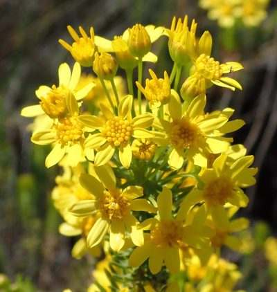 Euryops erectus, photographed by Nicola van Berkel