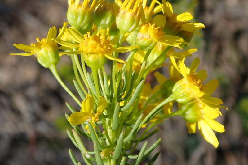Euryops erectus, photographed by Nicola van Berkel