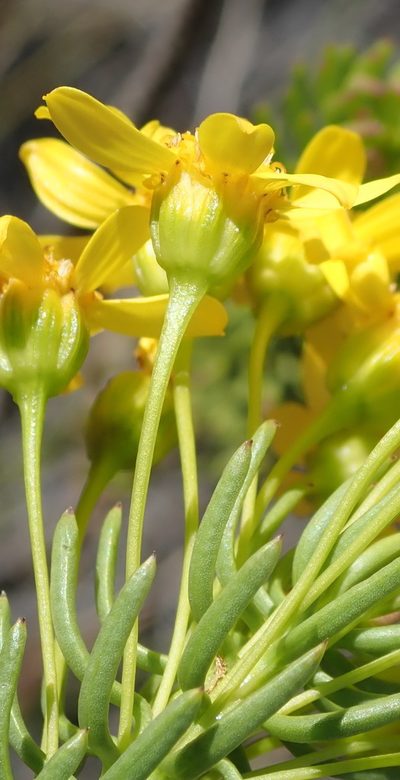 Euryops erectus, photographed by Nicola van Berkel