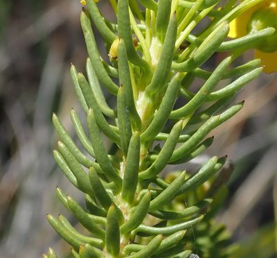 Euryops erectus, photographed by Nicola van Berkel