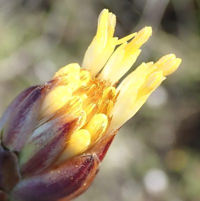 Pteronia stoehelinoides, photographed by Nicola van Berkel