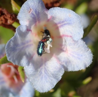 Lobostemon decorus, photographed by Nicola van Berkel