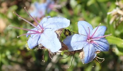 Lobostemon paniculatus, photographed by Nicola van Berkel