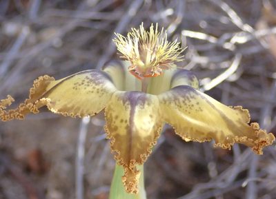 Ferraria variabilis, photographed by Nicola van Berkel