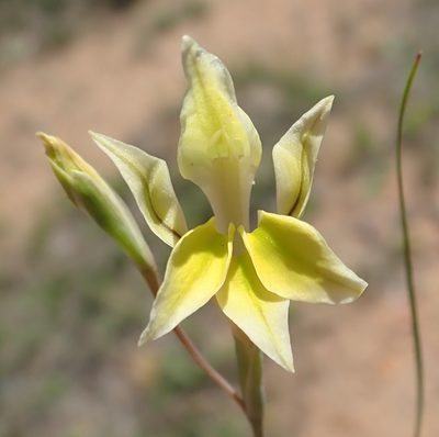 Gladiolus permeabilis, photographed by Nicola van Berkel
