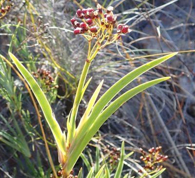 Nivenia parviflora, photographed by Nicola van Berkel