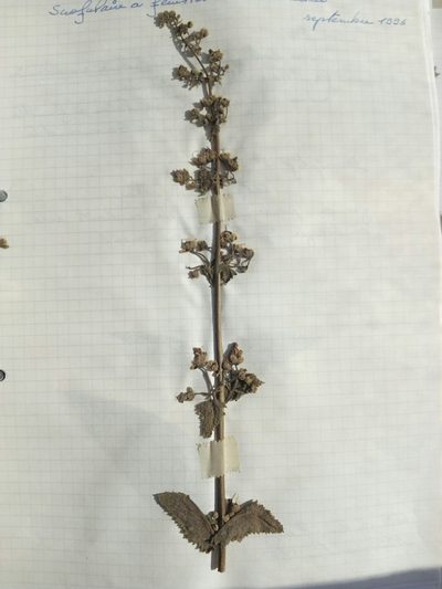 Scrophularia scorodonia, photographed by Crap Fou