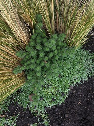 Urtica flabellata, photographed by Dan MacNeal