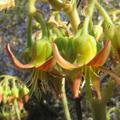 Cotyledon cuneata, photographed by Kevin Murray