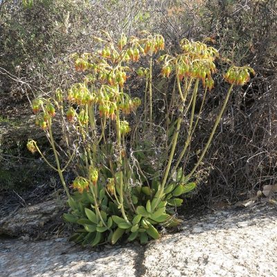 Cotyledon cuneata, photographed by Kevin Murray