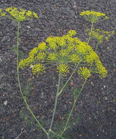 Anethum graveolens, photographed by Peter de Lange