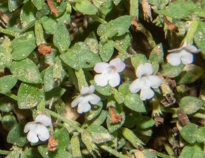 Micromeria filiformis, photographed by Don Loarie