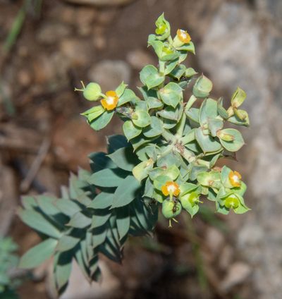 Euphorbia pithyusa, photographed by Don Loarie