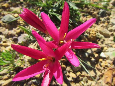 Geissorhiza erosa, photographed by douglaseustonbrown