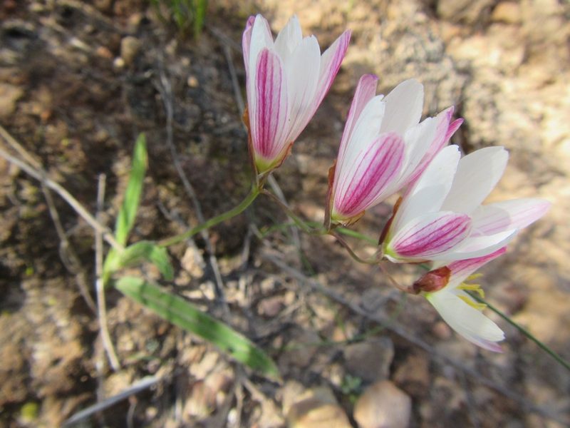 Geissorhiza erosa, photographed by douglaseustonbrown