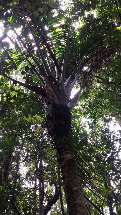 Masoala madagascariensis, photographed by Romer N. Rabarijaona