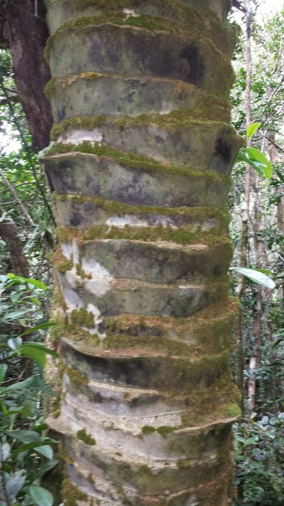 Voanioala gerardii, photographed by Romer N. Rabarijaona