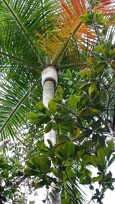Chrysalidocarpus carlsmithii, photographed by Romer N. Rabarijaona