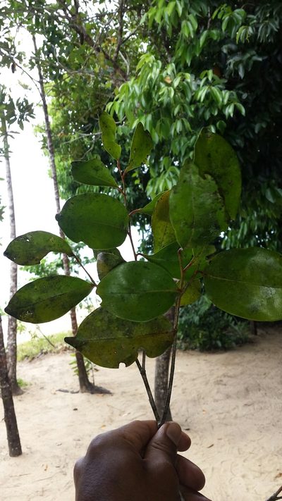 Diospyros squamosa, photographed by Romer N. Rabarijaona