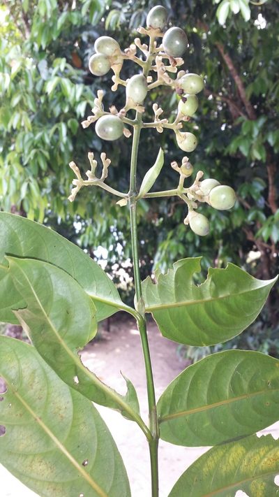 Gaertnera arenaria, photographed by Romer N. Rabarijaona