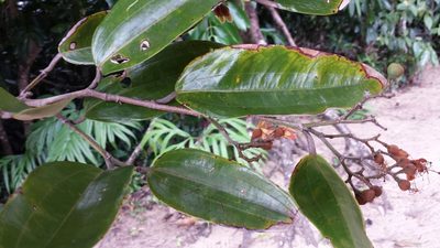 Sarcolaena multiflora, photographed by Romer N. Rabarijaona