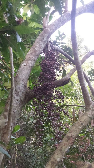 Sorindeia madagascariensis, photographed by Romer N. Rabarijaona