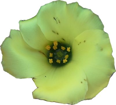 Grielum grandiflorum, photographed by Peter Warren