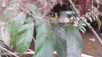 Sabicea diversifolia, photographed by Romer N. Rabarijaona
