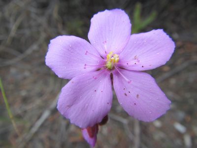Drosera ericgreenii, photographed by douglaseustonbrown