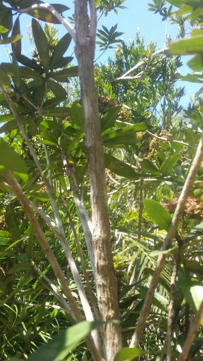 Nuxia involucrata, photographed by Romer N. Rabarijaona