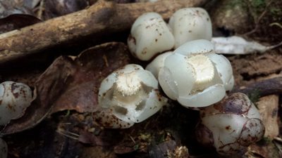 Cytinus baronii, photographed by Romer N. Rabarijaona