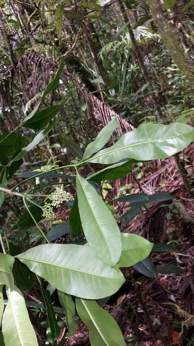 Melicope magnifolia, photographed by Romer N. Rabarijaona