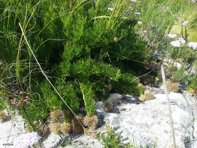 Serruria collina, photographed by Chris Vynbos