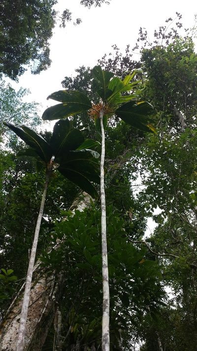 Dypsis metallica, photographed by Romer N. Rabarijaona