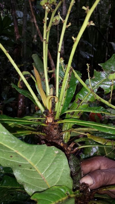 Argomuellera gigantea, photographed by Romer N. Rabarijaona