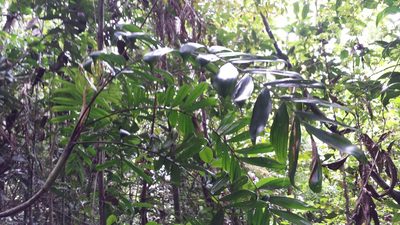 Dypsis confusa, photographed by Romer N. Rabarijaona