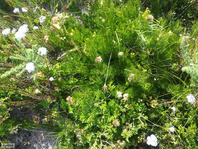 Serruria collina, photographed by Chris Vynbos
