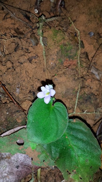 Streptocarpus brevistamineus, photographed by Romer N. Rabarijaona
