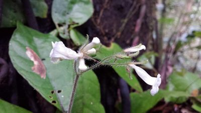 Podorungia gesnerioides, photographed by Romer N. Rabarijaona
