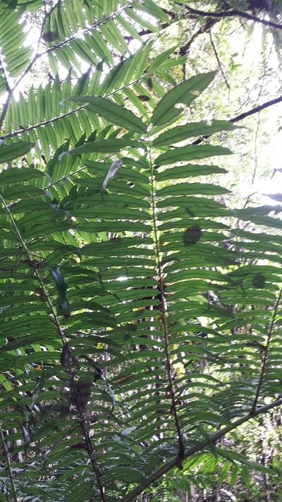 Angiopteris madagascariensis, photographed by Romer N. Rabarijaona