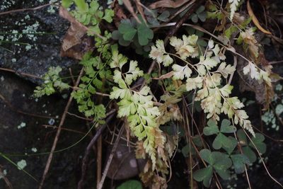 Asplenium laciniatum, photographed by harum.koh