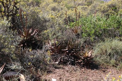 Aloe microstigma, photographed by Tony Rebelo