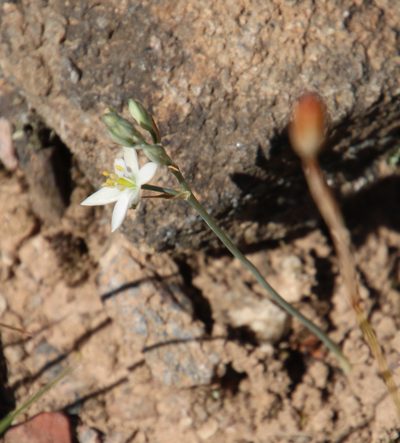 Ornithogalum hispidum, photographed by Tony Rebelo