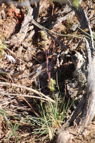 Tribolium hispidum, photographed by Tony Rebelo