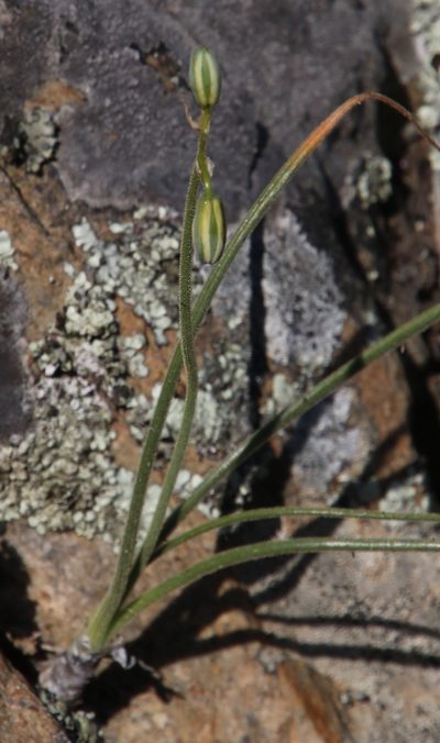 Albuca viscosa, photographed by Tony Rebelo