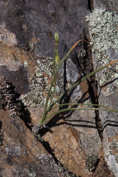 Albuca viscosa, photographed by Tony Rebelo