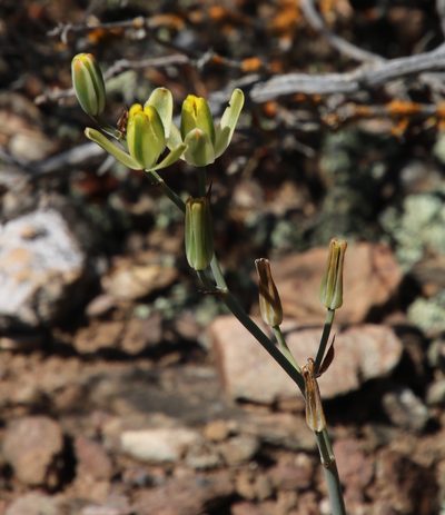Albuca aurea, photographed by Tony Rebelo